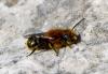 Osmia sp.